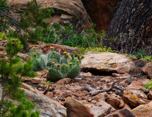 Learning on the Land: The 2025 Bears Ears Conservation Corps